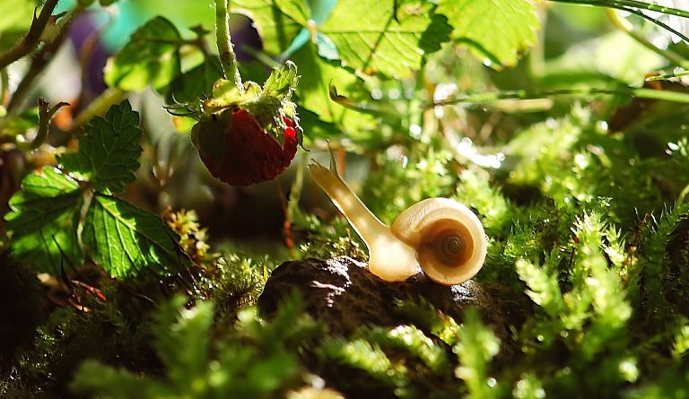 Jak odstraszyć ślimaki bez skorupy w ogrodzie (1)