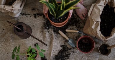 Perlit ogrodniczy - właściwości, zastosowanie, ile kosztuje