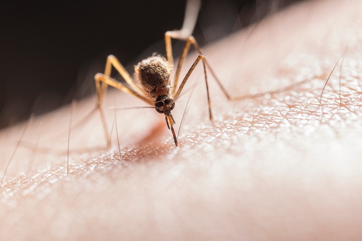 Skuteczny oprysk na komary, kleszcze i meszki w ogrodzie - opinie, forum