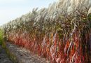 Trawa miskant - jak i co ile sadzić miskanty