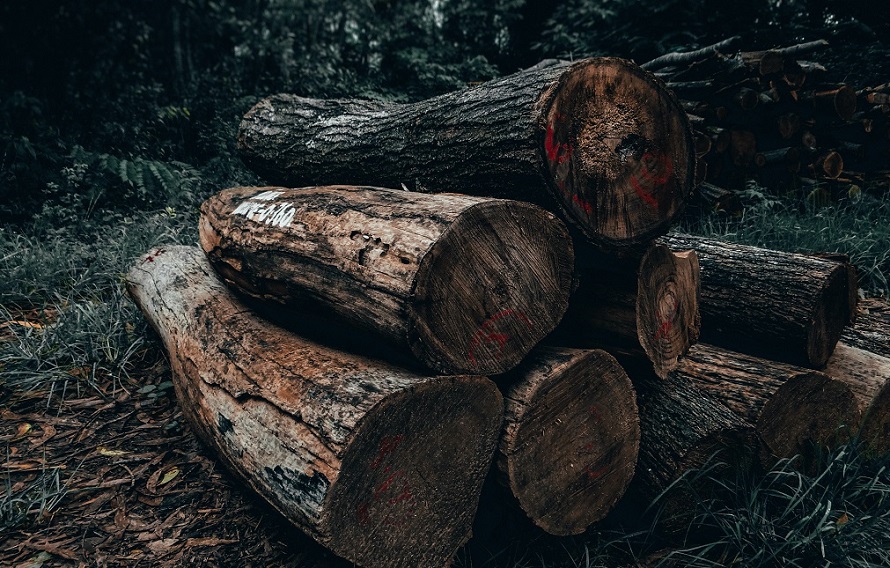 Ile kosztuje metr drewna opałowego w nadleśnictwie w 2022 (1)