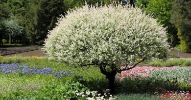 Wierzba japońska Hakuro Nishiki na pniu - jak sadzić i przycinać, kompozycje, cena
