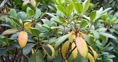 Choroby grzybowe rododendronów - fytoftoroza, brązowe liście, jak przebiega zwalczanie (3)
