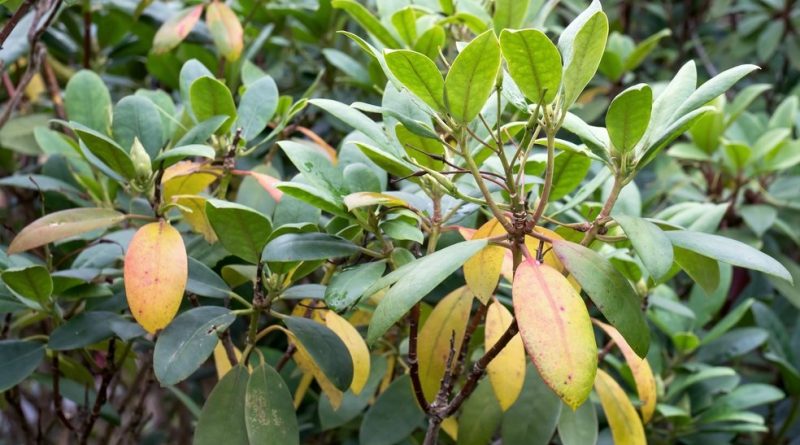Choroby grzybowe rododendronów - fytoftoroza, brązowe liście, jak przebiega zwalczanie (3)