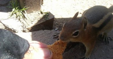 Co jedzą wiewiórki zimą Jak wygląda dieta i żywienie wiewiórek (1)