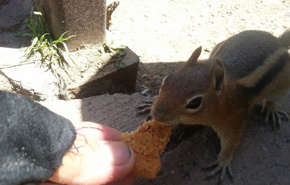 Co jedzą wiewiórki zimą Jak wygląda dieta i żywienie wiewiórek (1)