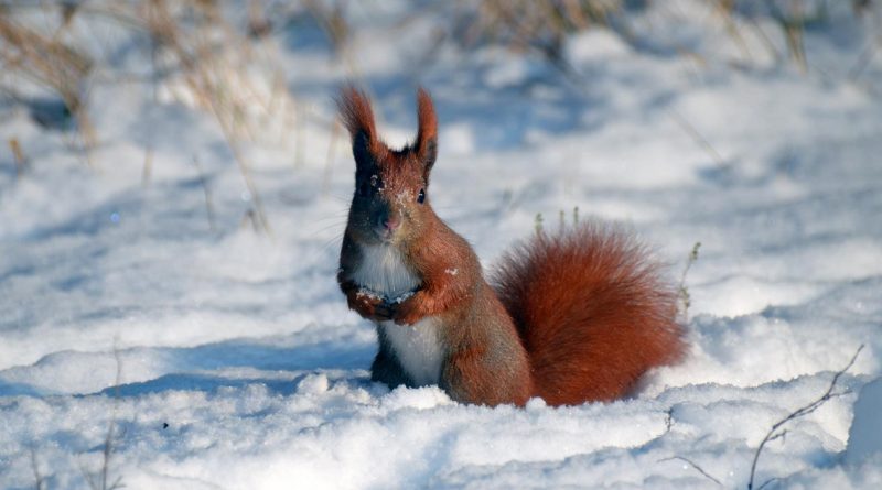 Czy wiewiórka zapada w sen zimowy - Wikipedia, aktywność zimą, co robią (1)