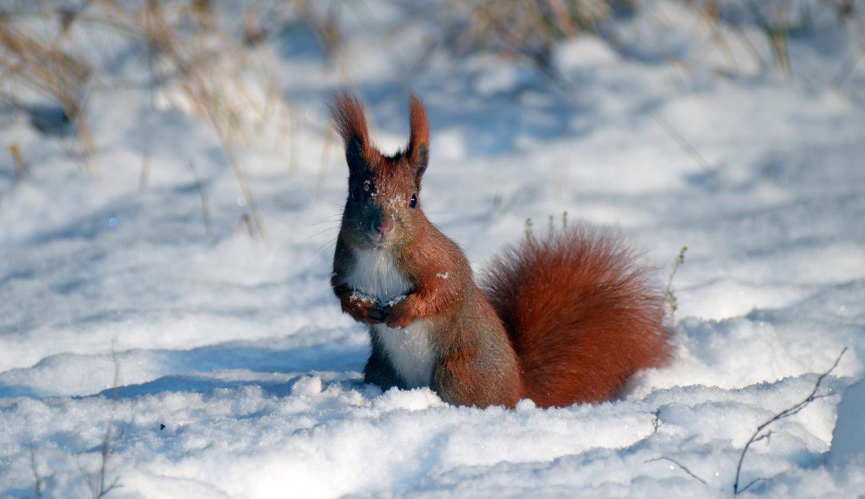 Czy wiewiórka zapada w sen zimowy - Wikipedia, aktywność zimą, co robią (1)
