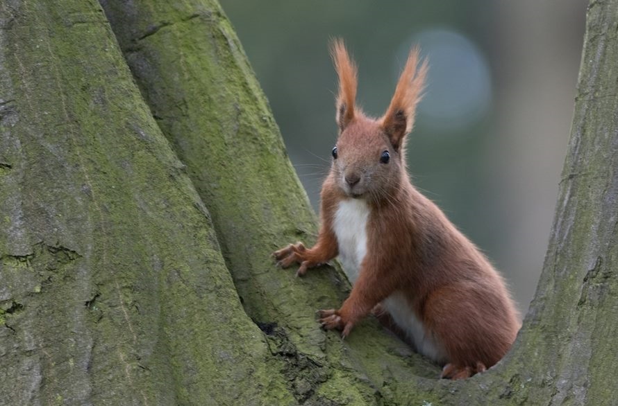 Jak zwabić wiewiórkę - w lesie, do ogrodu, jak złapać, co odstrasza wiewiórki (1)
