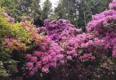 Jaka ziemia będzie najlepsza do sadzenia rododendronów (1)