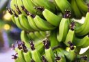 Jak, gdzie i na czym dokładnie rosną banany Czy wiedziałeś o tym (1)