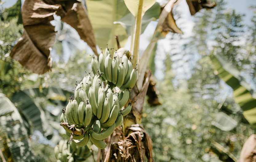 Jak, gdzie i na czym dokładnie rosną banany Czy wiedziałeś o tym (1)