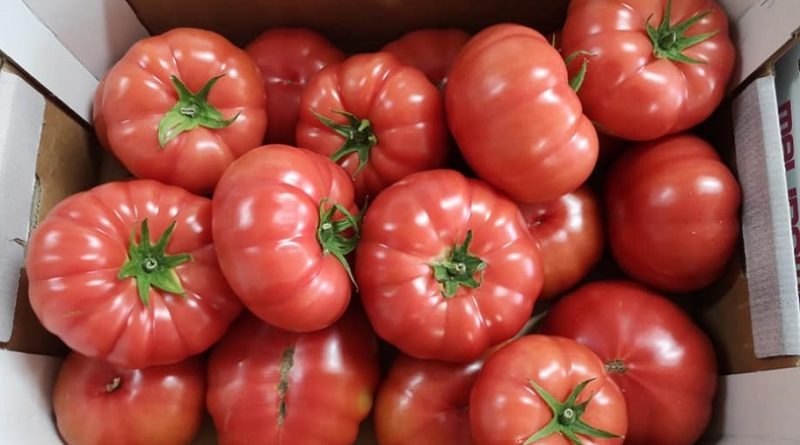 Pomidor malinowy - uprawa, odmiany polecane i niepolecane, cena za kg (1)
