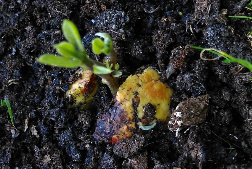 Awokado z pestki - jak zasadzić i wyhodować, po jakim czasie wyrasta, czy można jeść (1)