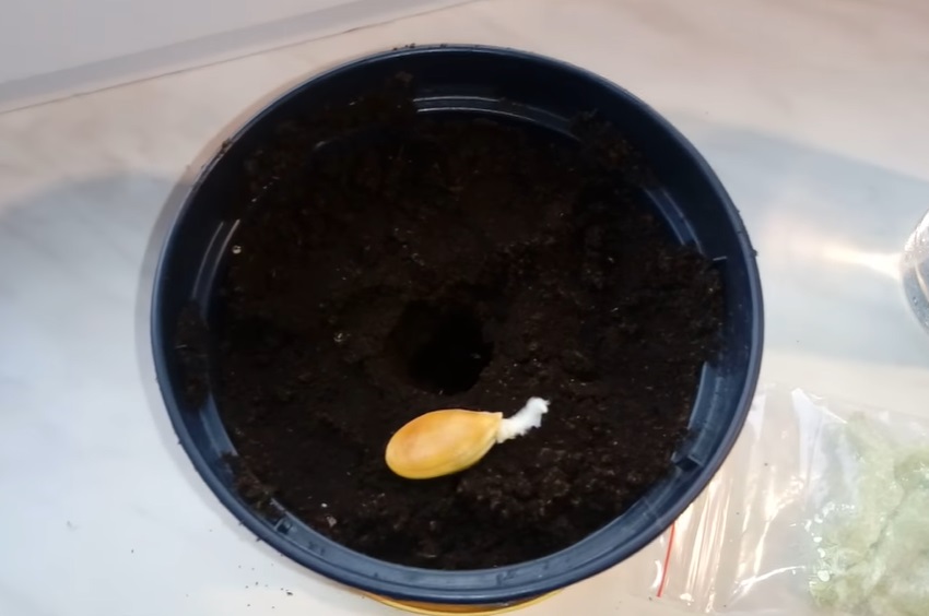 Sadzenie dyni z pestek - jak przygotować pestkę, jak i kiedy sadzić