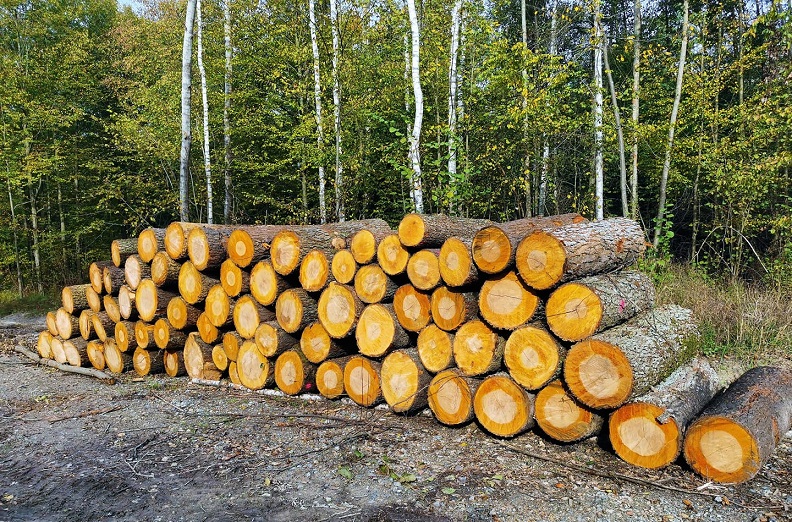 Do czego nadaje się drewno olchowe Ile kosztuje metr drewna olchowego