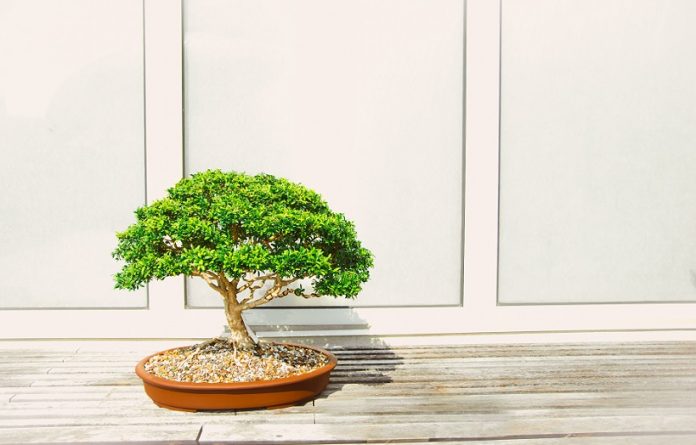 Drzewko bonsai - jak dbać, jak przycinać, czego nie lubi, gdzie trzymać, cena (1)