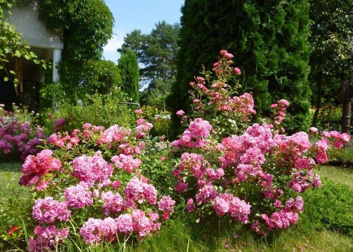 Najpiękniejsze róże okrywowe - odmiany, zdjęcia, płożące, pachnące, niskie (1)