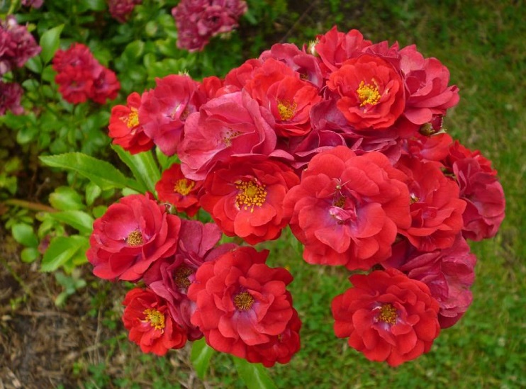 Najpiękniejsze róże okrywowe - odmiany, zdjęcia, płożące, pachnące, niskie (1)