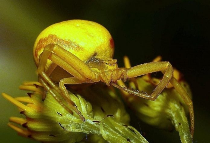 Żółty pająk - ogrodowy, łąkowy, w Polsce, w domu, w czarne paski (1)