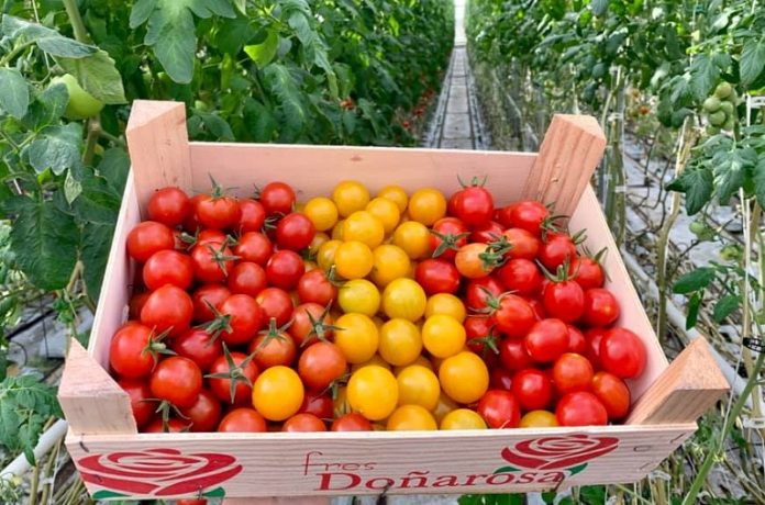 Najsmaczniejsza i najlepsza odmiana pomidora - co wskazują opinie na forum (1)