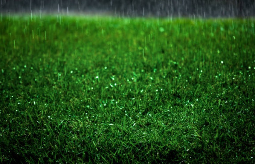 Koszenie mokrej trawy - czy można kosić mokrą trawę po deszczu?