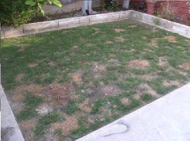 Trawnik wysycha miejscami i pojawiają się żółte plamy - co robić Sprawdź domowe sposoby (3)