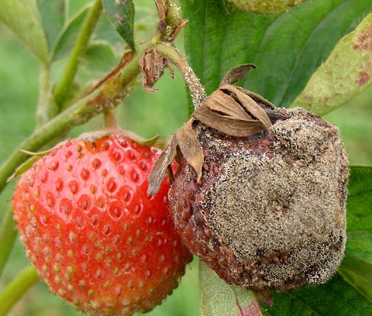 Werticilioza truskawki - tajemnicza choroba, która nęka plantacje, jak wygląda zwalczanie (1)