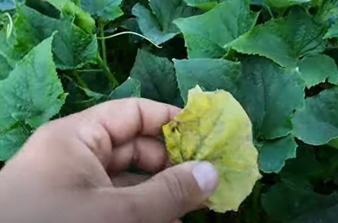 Dlaczego w ogórkach żółkną liście Czym pryskać ogórki gdy żółkną liście (3)