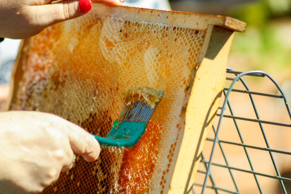 Jak pszczelarze oszukują na miodzie