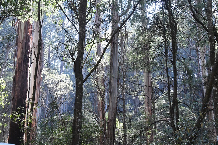 Drewno eukaliptusowe - opinie na forum, właściwości, twardość, konserwacja, cena, czy akacjowe (4)