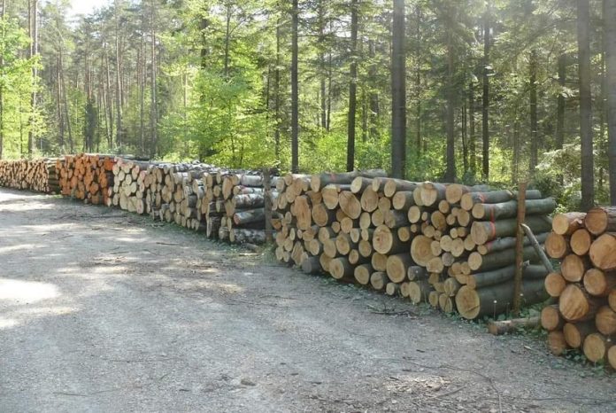 Ile waży metr sześcienny drewna suchego, opałowego, sosnowego, bukowego, brzozy i dębowego  (4)