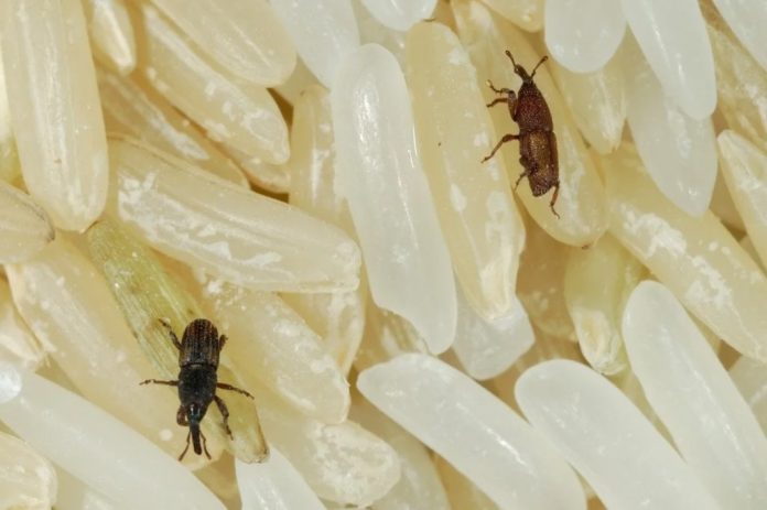 Mikroskopijne robaczki w domu- jak się pozbyć