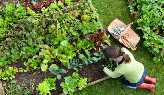 Jak przygotować ogród warzywny na wiosnę
