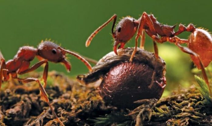 Dlaczego w ogrodzie jest dużo mrówek