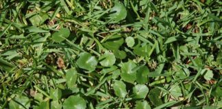 Chwastnica jednostronna w trawniku - oprysk, jak wygląda zwalczanie