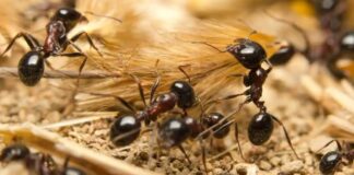 Dlaczego w ogrodzie jest dużo mrówek (2)