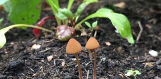 Dlaczego w ogrodzie rosną grzyby (2)
